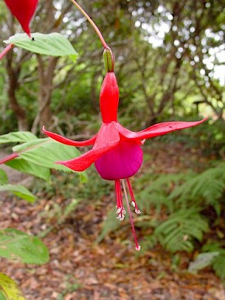 Fuchsia 