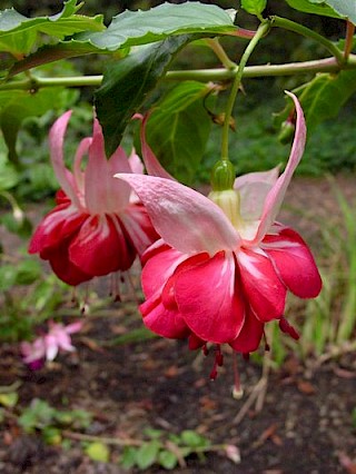 Fuchsia 