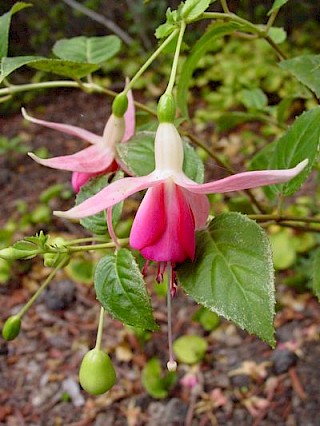 Fuchsia 