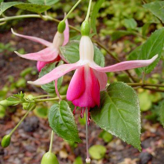 Fuchsia 