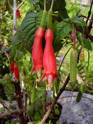 Fuchsia splendens gallery image