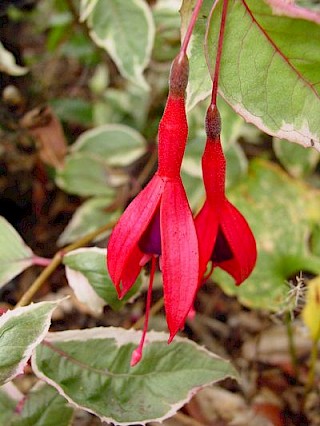 Fuchsia 