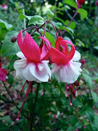 Fuchsia 