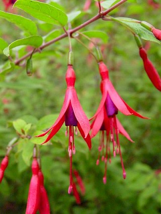 Fuchsia tillettiana gallery image