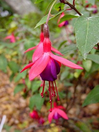 Fuchsia 