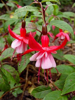 Fuchsia 