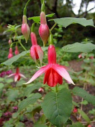 Fuchsia 