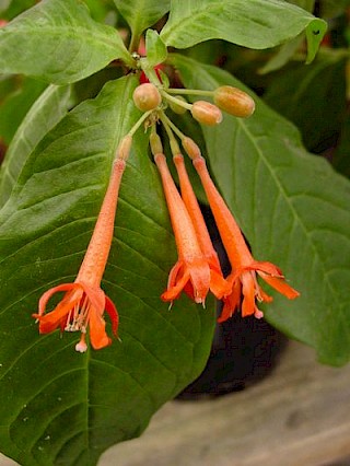 Fuchsia andreii gallery image