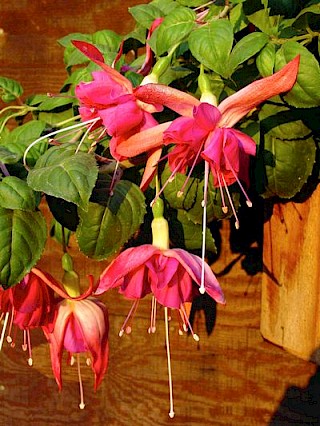 Fuchsia 