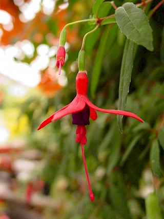 Fuchsia camposportoi x magellanica gallery image