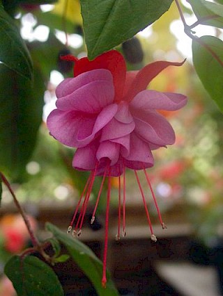 Fuchsia 