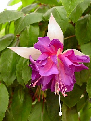 Fuchsia 