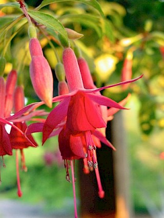 Fuchsia 