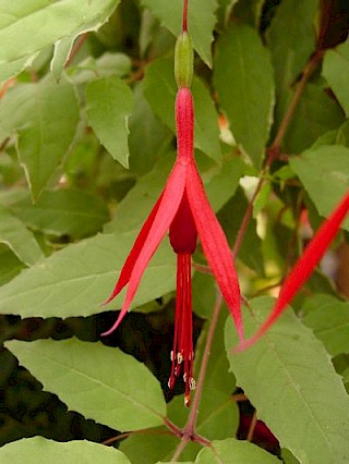 Fuchsia magellanica 