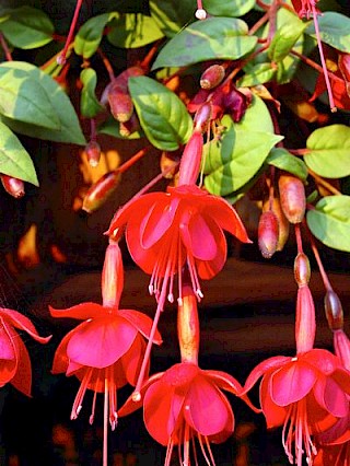 Fuchsia 