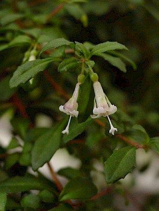 Fuchsia thymifolia ssp. thymifolia gallery image
