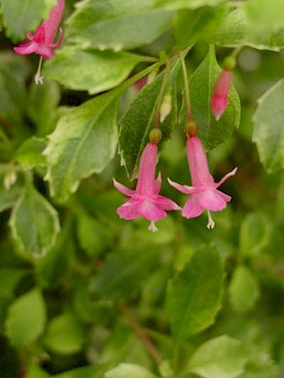 Fuchsia thymifolia 
