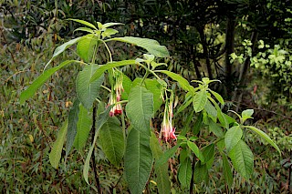 Fuchsia boliviana 