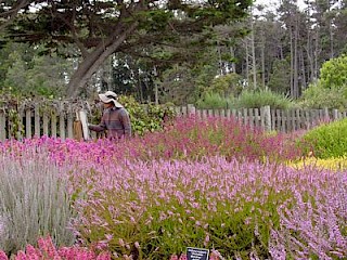 Heather Garden 2 gallery image