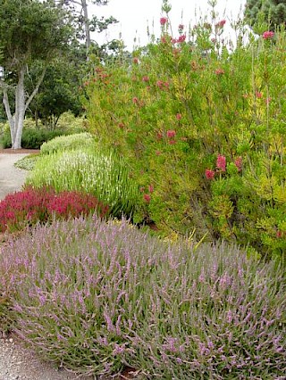 Heather Garden 4 gallery image