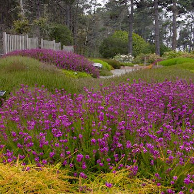 Heather Garden 5 gallery image