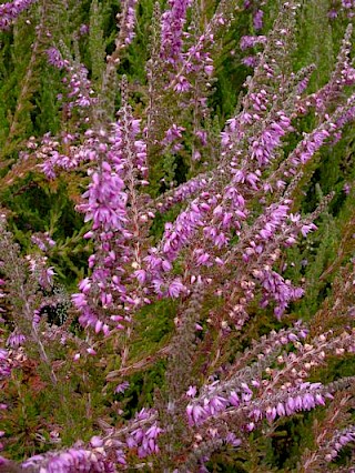 Calluna vulgaris 