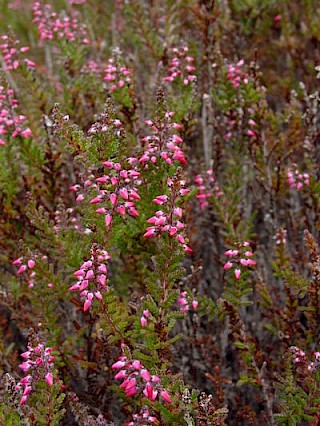 Calluna vulgaris 