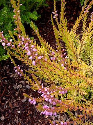 Calluna vulgaris 