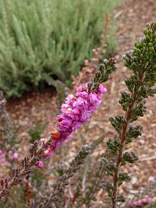 Calluna vulgaris 