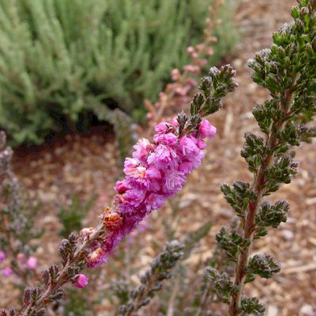 Calluna vulgaris 