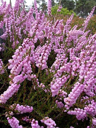 Calluna vulgaris 