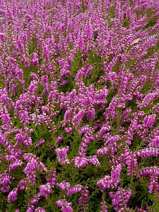 Calluna vulgaris 