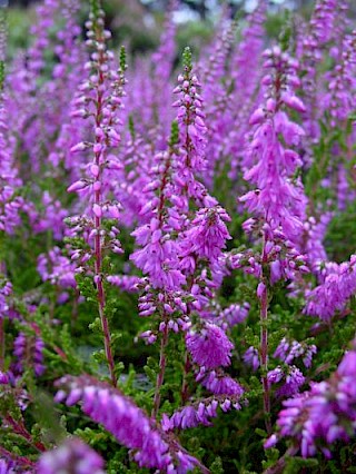 Calluna vulgaris 