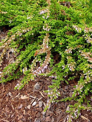 Calluna vulgaris 