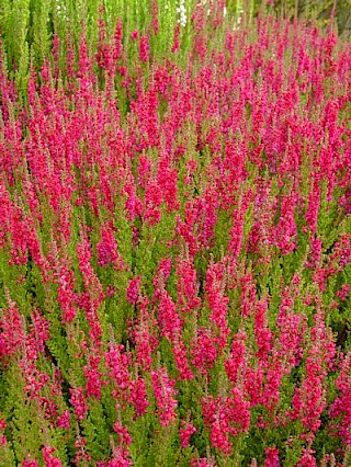 Calluna vulgaris 