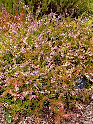 Calluna vulgaris 