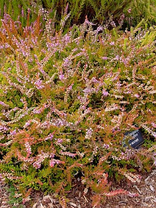 Calluna vulgaris 