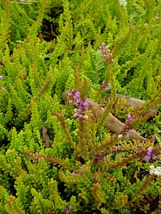 Calluna vulgaris 