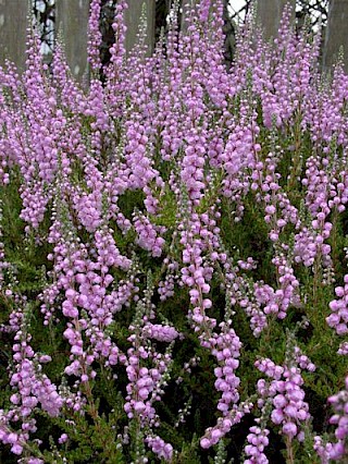 Calluna vulgaris 