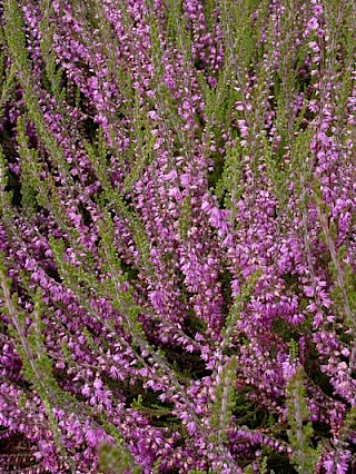 Calluna vulgaris 