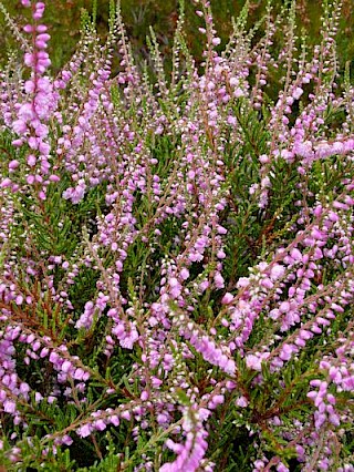 Calluna vulgaris 