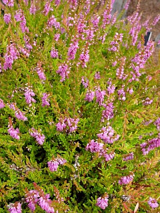 Calluna vulgaris 