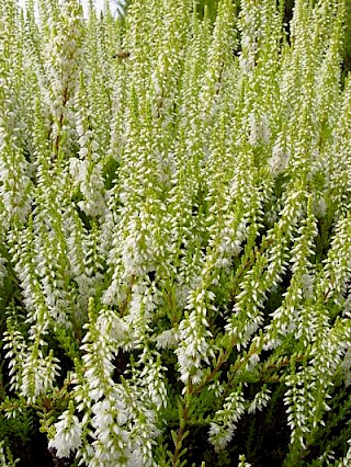 Calluna vulgaris 