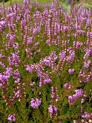 Calluna vulgaris 