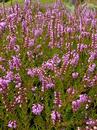 Calluna vulgaris 