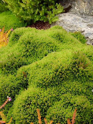 Calluna vulgaris 