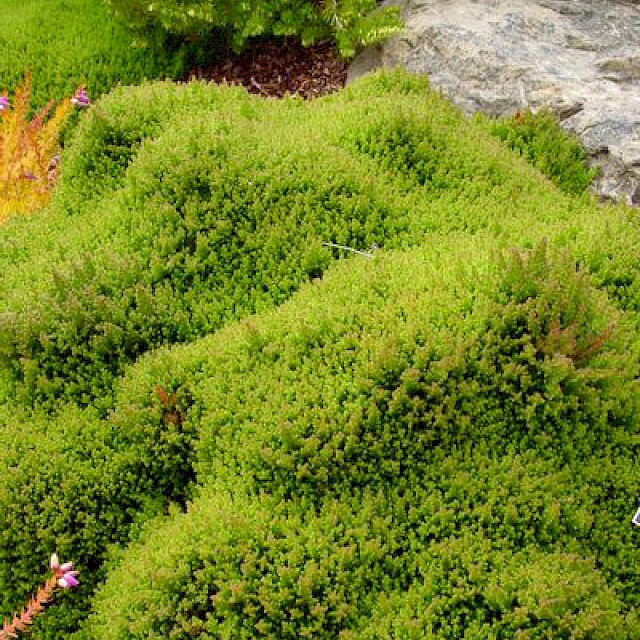 Calluna vulgaris 