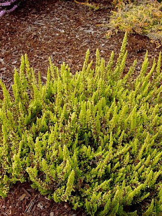 Calluna vulgaris 