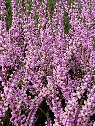 Calluna vulgaris 