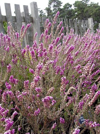 Calluna vulgaris 